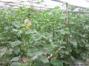 回归大自然吃瓜,一场与自然的亲密邂逅