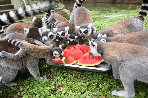 中国吃瓜动物,揭秘网络时代的“吃瓜群众”现象