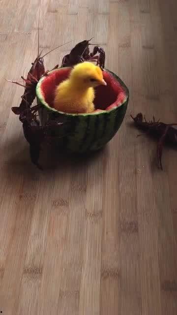 小鸡怎么吃老瓜,意外吃掉老瓜的奇妙故事