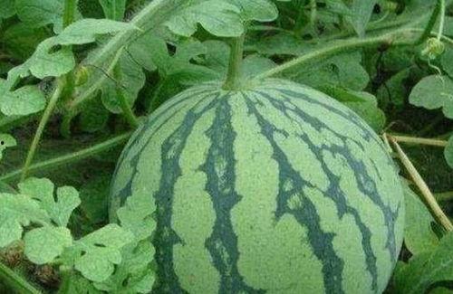 吃瓜有何深意,揭秘网络舆论的深层含义