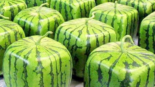 日本 瓜咋吃,解锁独特食用方式