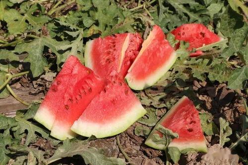 伴溪小院吃瓜,瓜香四溢，共享夏日清凉时光