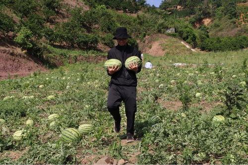 伴溪小院吃瓜,瓜香四溢，共享夏日清凉时光