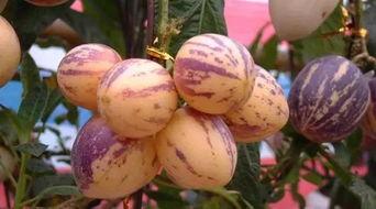 旅游景点吃瓜,探寻旅游景点中的特色美食之旅