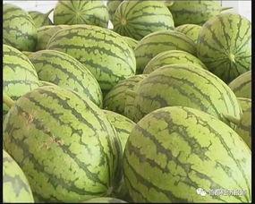 旅游景点吃瓜,探寻旅游景点中的特色美食之旅