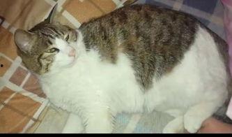 专业吃瓜的猫,揭秘娱乐圈幕后真相