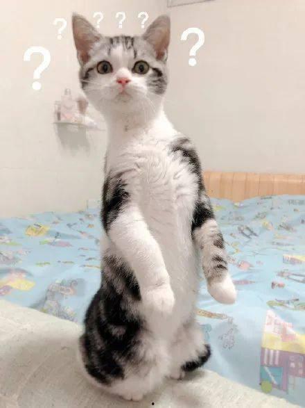 专业吃瓜的猫,揭秘娱乐圈幕后真相