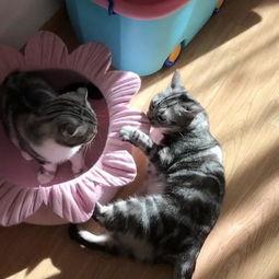 专业吃瓜的猫,揭秘娱乐圈幕后真相