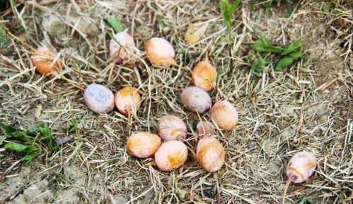 阜阳海伦司吃瓜,一场引发热议的美食狂欢