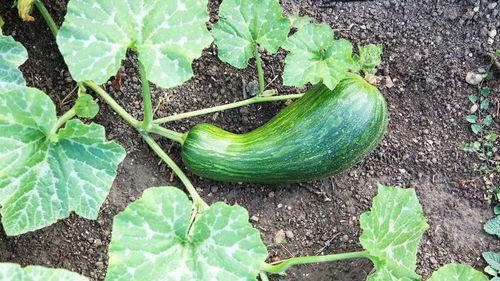 吃瓠瓜可以吃椰子吗,探索异域食材的奇妙搭配