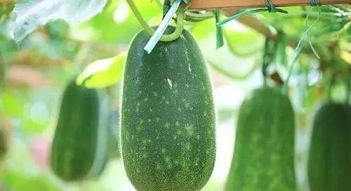 一中瓜吃内脏瓜,揭秘“一中瓜吃内脏瓜”的独特魅力