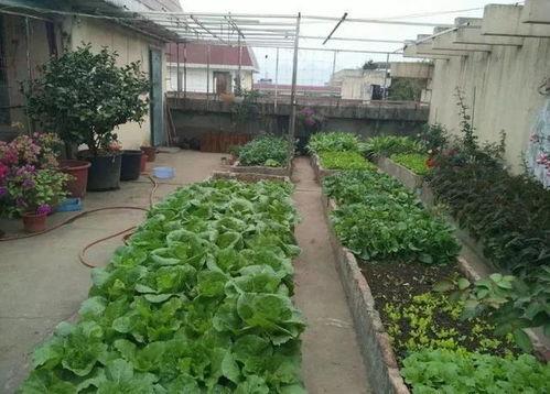 梦见在楼顶吃瓜,揭秘梦境中的悠闲时光