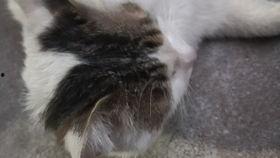 猫吃瓜萝卜,瓜萝卜大餐，萌宠新宠儿