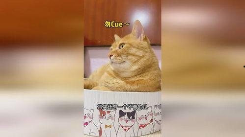 猫吃瓜萝卜,瓜萝卜大餐，萌宠新宠儿