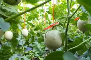 吃网纹瓜会变黑吗,网纹瓜食用后皮肤变黑真相揭秘