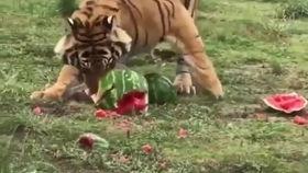 老虎瓜种子怎么吃,老虎瓜种子美味食用指南