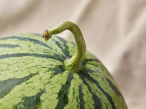 上海九院吃瓜,揭秘网红整形背后的真相