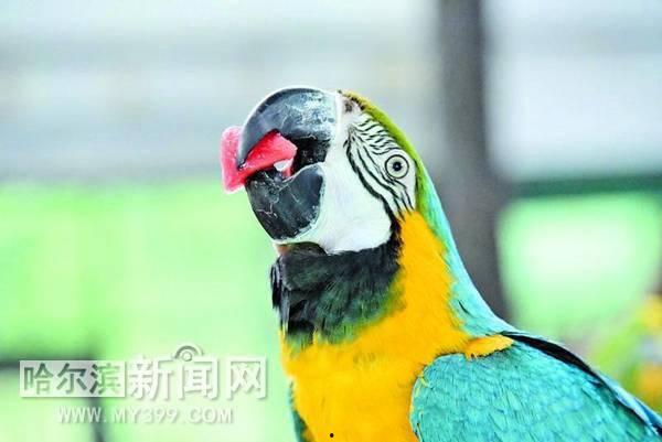 动物集体吃瓜,动物世界里的集体“瓜果盛宴”