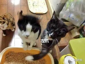 吃瓜的猫被打,一场意外的冲突引发的网络热议
