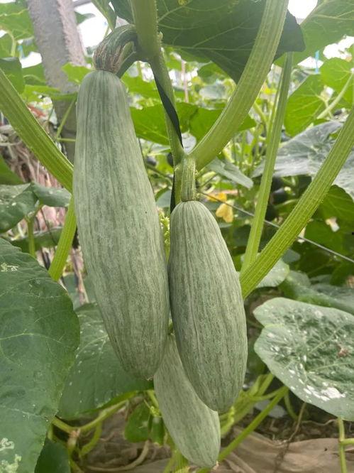 9号吃瓜中心,娱乐圈幕后风云大揭秘