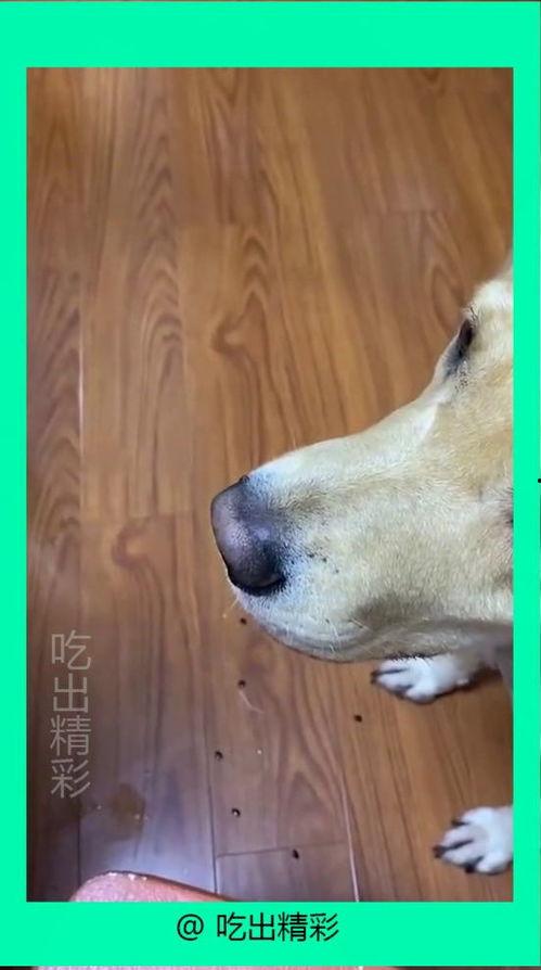 吃瓜的白狗