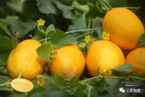 金蛋蜜瓜怎么吃,金蛋蜜瓜的多样食法探索