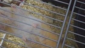 调皮吃瓜的视频