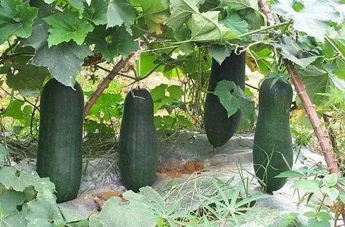 什么瓜冬天吃,探寻冬季养生美食“什么瓜”的秘密 第3张 什么瓜冬天吃,探寻冬季养生美食“什么瓜”的秘密 第3张