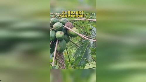 老鼠吃瓜怎么灭,揭秘老鼠吃瓜的灭鼠策略 第2张 老鼠吃瓜怎么灭,揭秘老鼠吃瓜的灭鼠策略 第2张