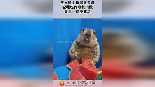 老鼠吃瓜怎么灭,揭秘老鼠吃瓜的灭鼠策略 第3张 老鼠吃瓜怎么灭,揭秘老鼠吃瓜的灭鼠策略 第3张