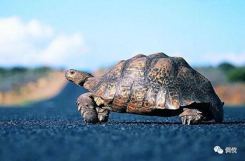 乌龟吃瓜文案怎么写 第1张 乌龟吃瓜文案怎么写 第1张