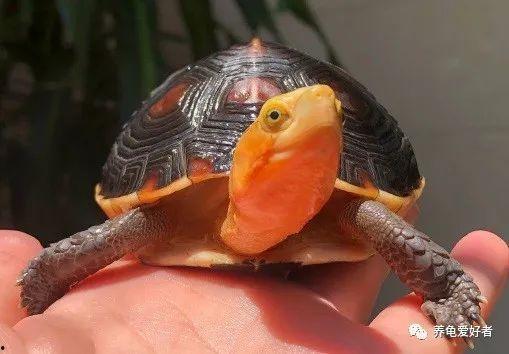 乌龟吃瓜文案怎么写 第2张 乌龟吃瓜文案怎么写 第2张