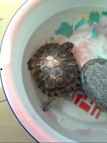 乌龟吃瓜文案怎么写 第3张 乌龟吃瓜文案怎么写 第3张