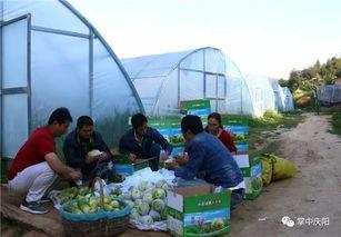 盛京吃瓜群众,吃瓜群众的欢乐盛宴 第3张 盛京吃瓜群众,吃瓜群众的欢乐盛宴 第3张