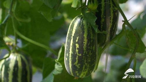 吃口新鲜瓜  第2张