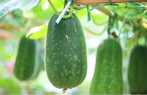 养鱼不如吃瓜,揭秘“养鱼不如吃瓜”的智慧生活  第2张