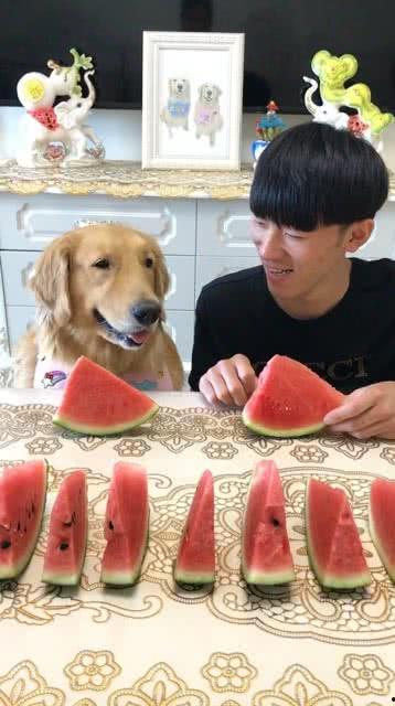 吃瓜小狗主人图片,揭秘宠物界的“网红”日常  第1张