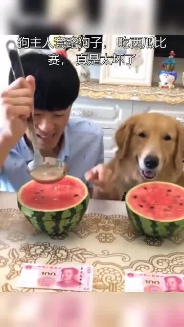 吃瓜小狗主人图片,揭秘宠物界的“网红”日常  第2张