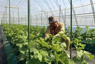 做梦梦见买两个瓜吃瓜