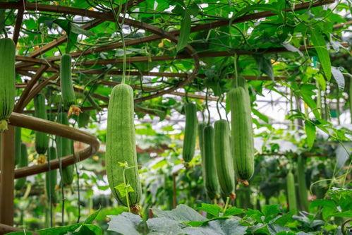 小藤吃瓜视频  第3张