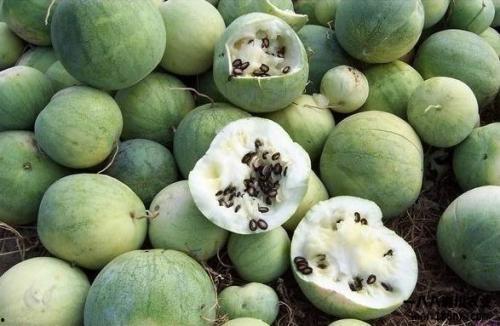 安新吃瓜来源,揭秘安新吃瓜背后的真相与内幕