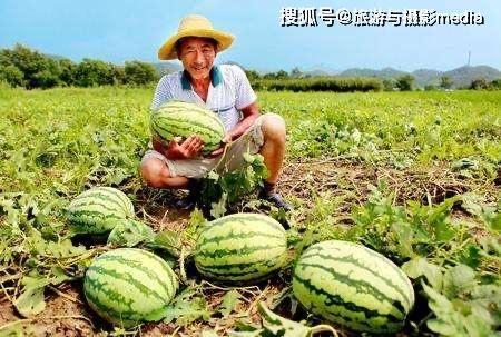 安新吃瓜来源,揭秘安新吃瓜背后的真相与内幕  第3张