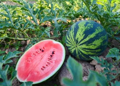 伊然吃瓜,揭秘娱乐圈幕后故事  第3张