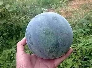 籽瓜煮着吃,传统美食的新演绎  第2张