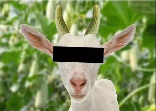 吃瓜群众羊羊,揭秘娱乐圈那些事儿  第2张