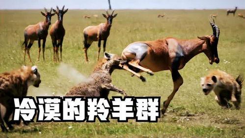 吃瓜群众羊羊,揭秘娱乐圈那些事儿  第3张